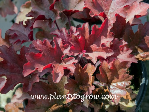 Dolce Cinnamon Curls Heuchera